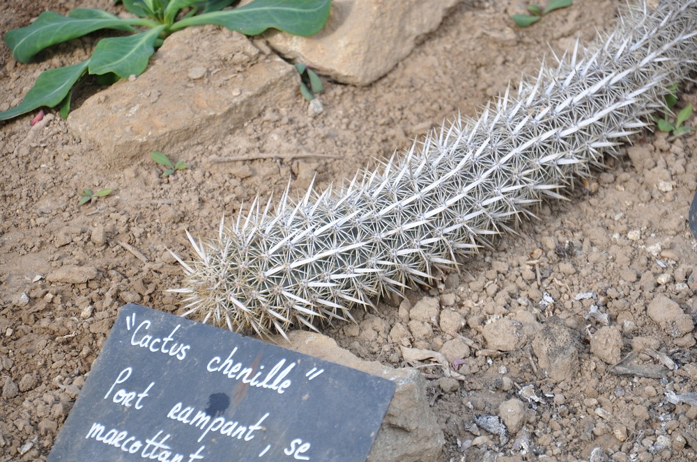 Creeping Devil: The Rare Cactus Species That Can Move Through The Desert - Nano Machine News