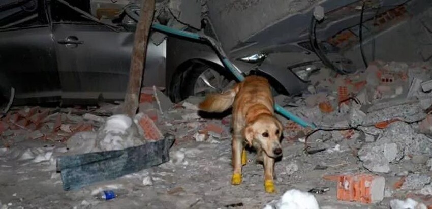 In Turkey, a dog with injured paws found 5 people under the rubble