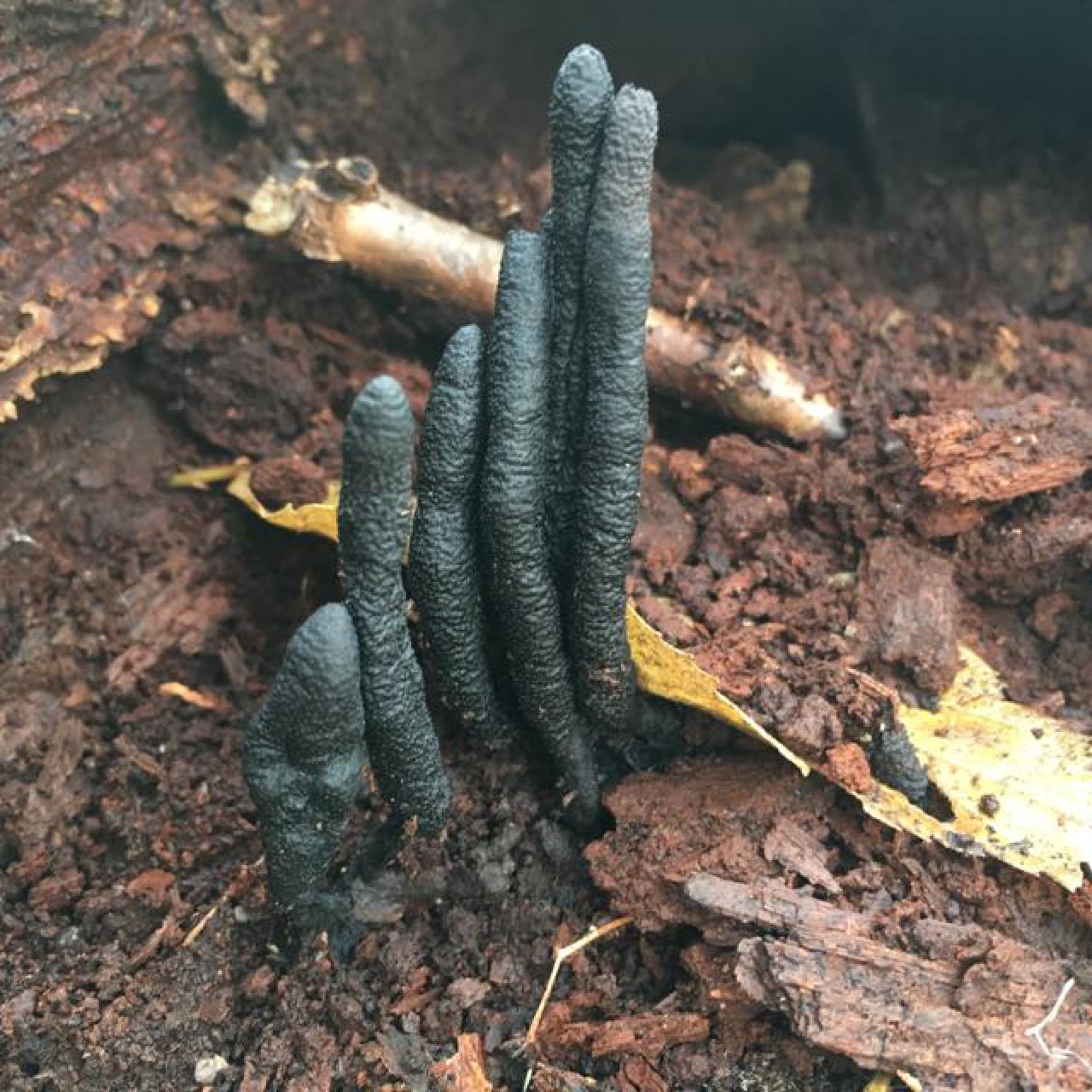 This Creepy-Looking Fungus Known as "Dead Man's Fingers"