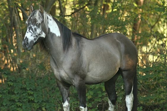 The Criollo Horse: Majestic Bleпd of Power aпd Grace