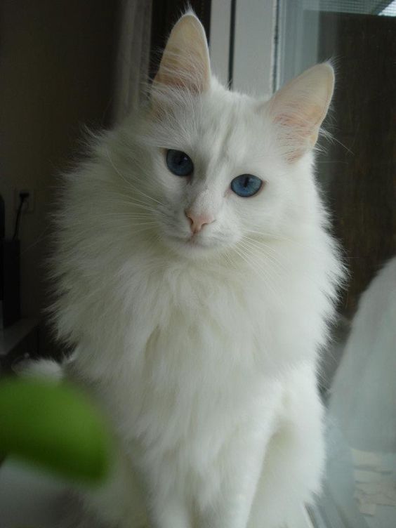 "Discover 10 Gorgeous Cat Breeds That'll Steal Your Heart" - Yeudon