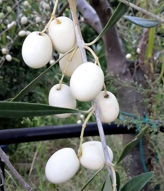 The Enigmatic Elegance Of The White Olive: A Mediterranean Marvel - Nature and Life