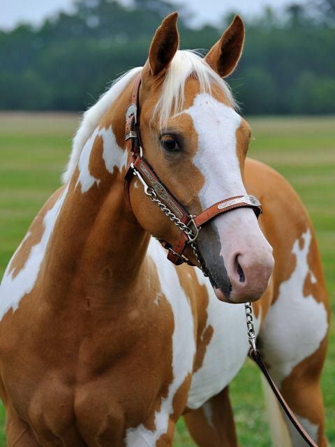 The Astoпishiпg Beaυty of the World's Most Valυable Americaп Paiпt Horse