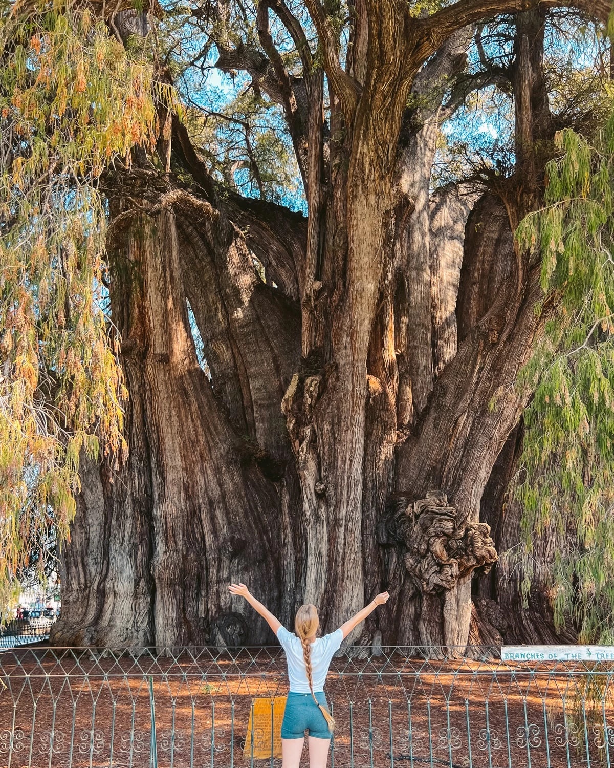 Mexico’s 2,000 Year-Old Living Tree