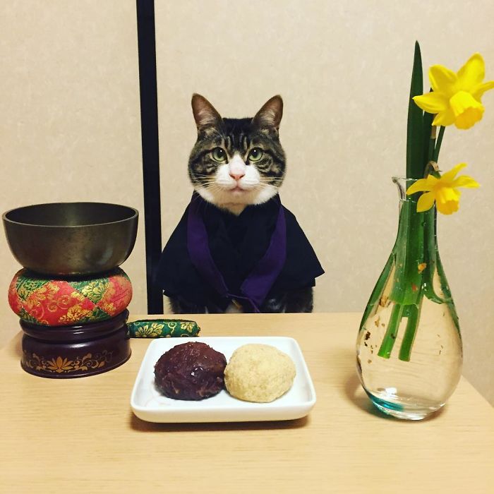 Cosplaying Cat Chef Dines With His Mom Every Night In Different Outfit