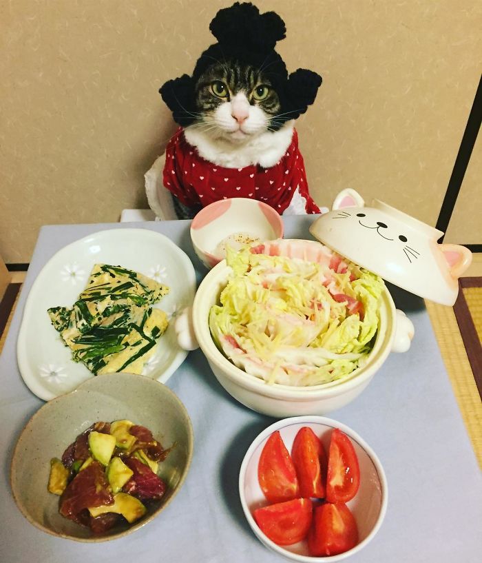 Cosplaying Cat Chef Dines With His Mom Every Night In Different Outfit