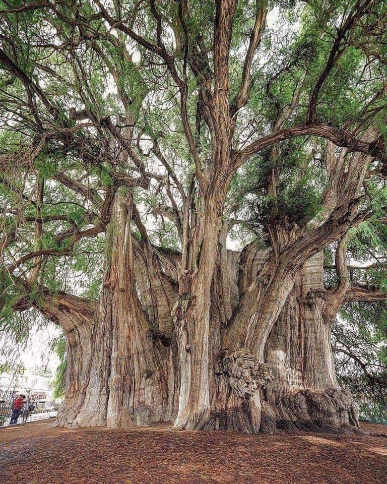 Mexico’s 2,000 Year-Old Living Tree