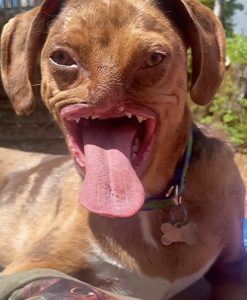 From Struggles to Joy: The Remarkable Journey of the World's Ugliest Dog, Overcoming Challenges and Finding Happiness