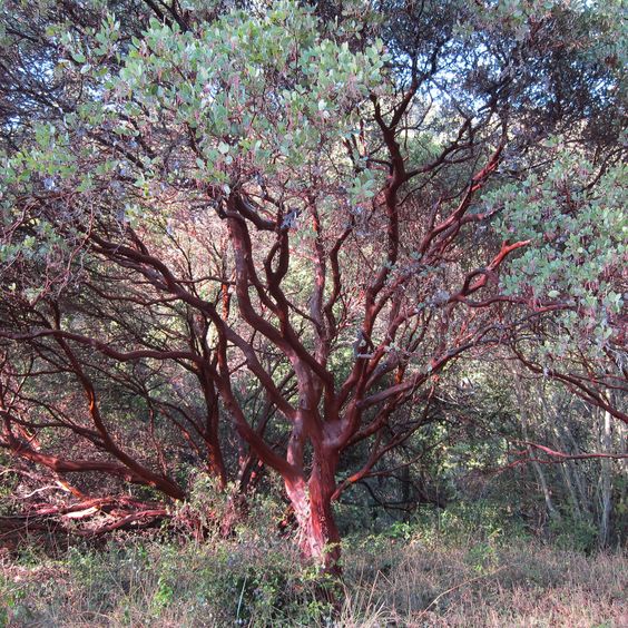 Unearthing Earth's Most Extraordinarily Rare Red-Colored Trees: Exploring Their Beauty, Significance, And Perilous Status - Nature and Life