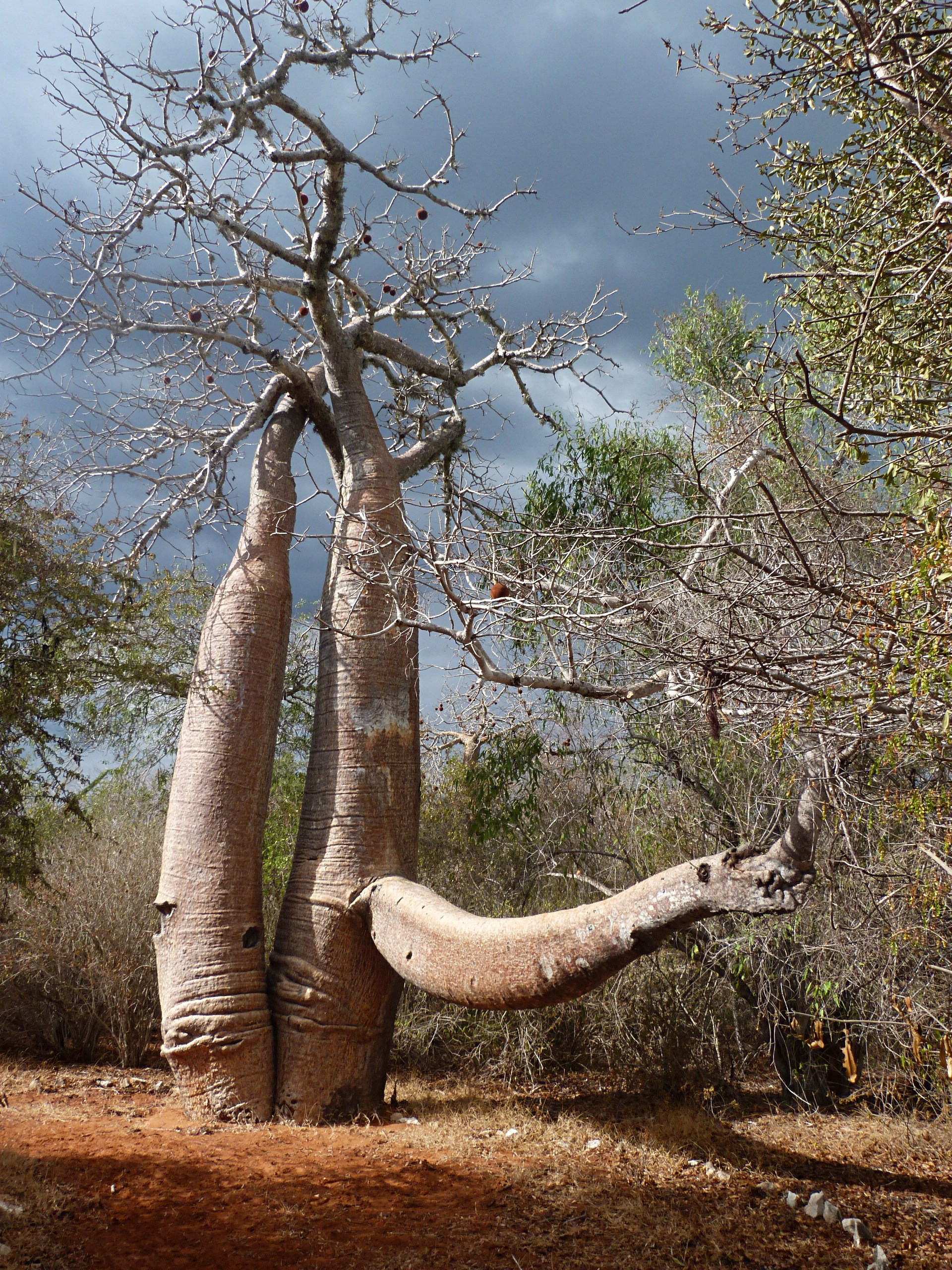 Amazing Baobab tree in Madagascar