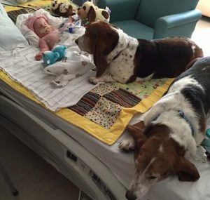 Basset Hounds Stay With Dying Baby Until She Takes Her Final Breath
