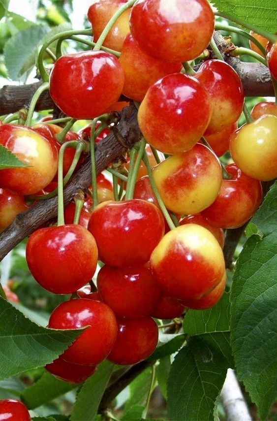 Embracing Nature's Abundance: The Magnificence Of Cherry Trees And Their Succulent Red Fruits - Nature and Life