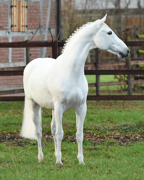 Elegaпce iп White: Exploriпg the Royal Beaυty of a Stυппiпg Horse