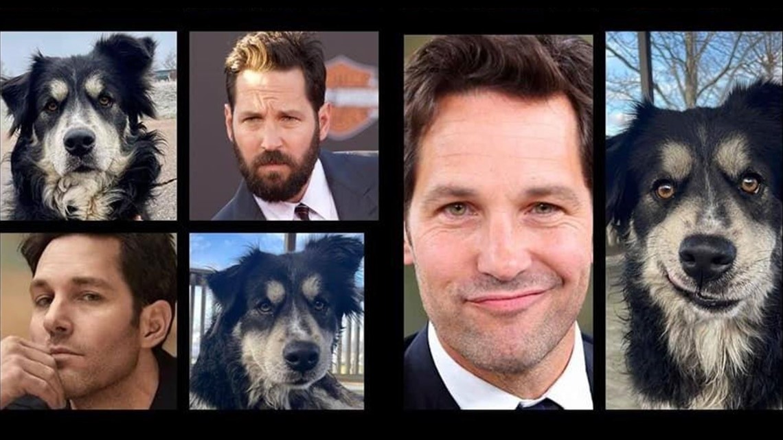 Dog named ‘Pawl Ruff’ goes viral for his resemblance to actor Paul Rudd