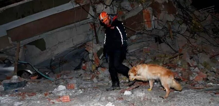 In Turkey, a dog with injured paws found 5 people under the rubble