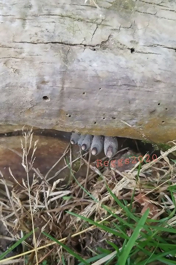 This Creepy-Looking Fungus Known as "Dead Man's Fingers"