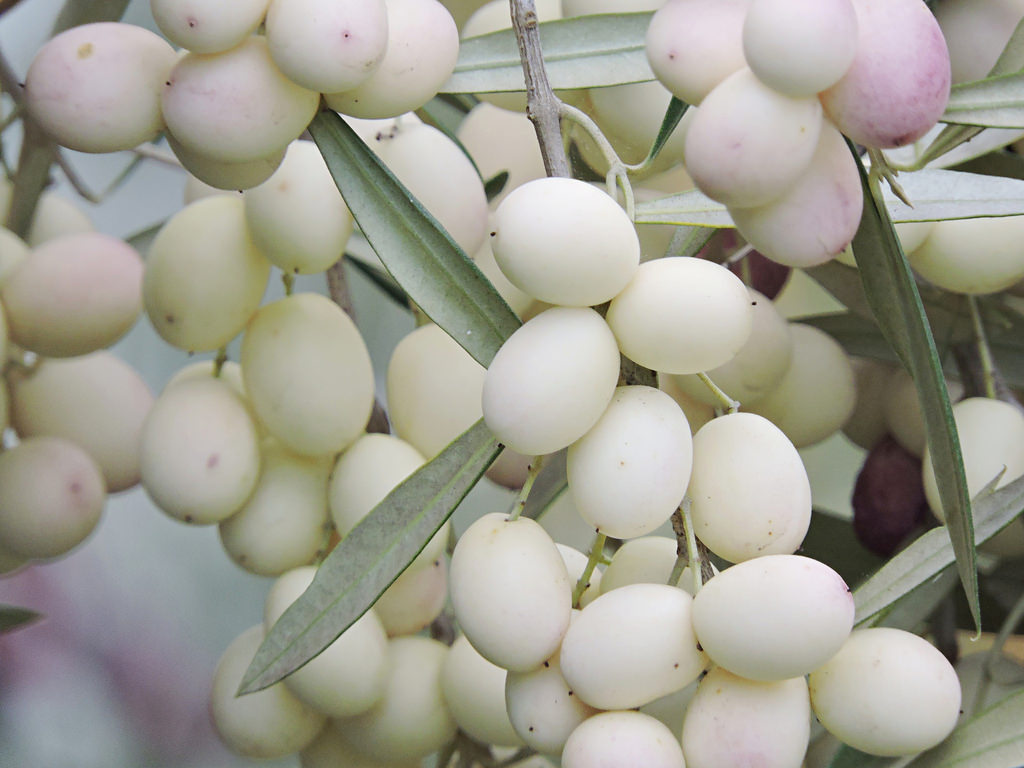 The Enigmatic Elegance Of The White Olive: A Mediterranean Marvel - Nature and Life