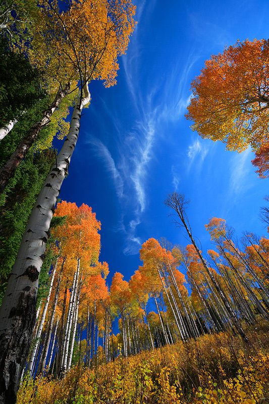 Autumn's Palette: Exploring The Enchanted Forest Awash In Vibrant Colors - Nature and Life