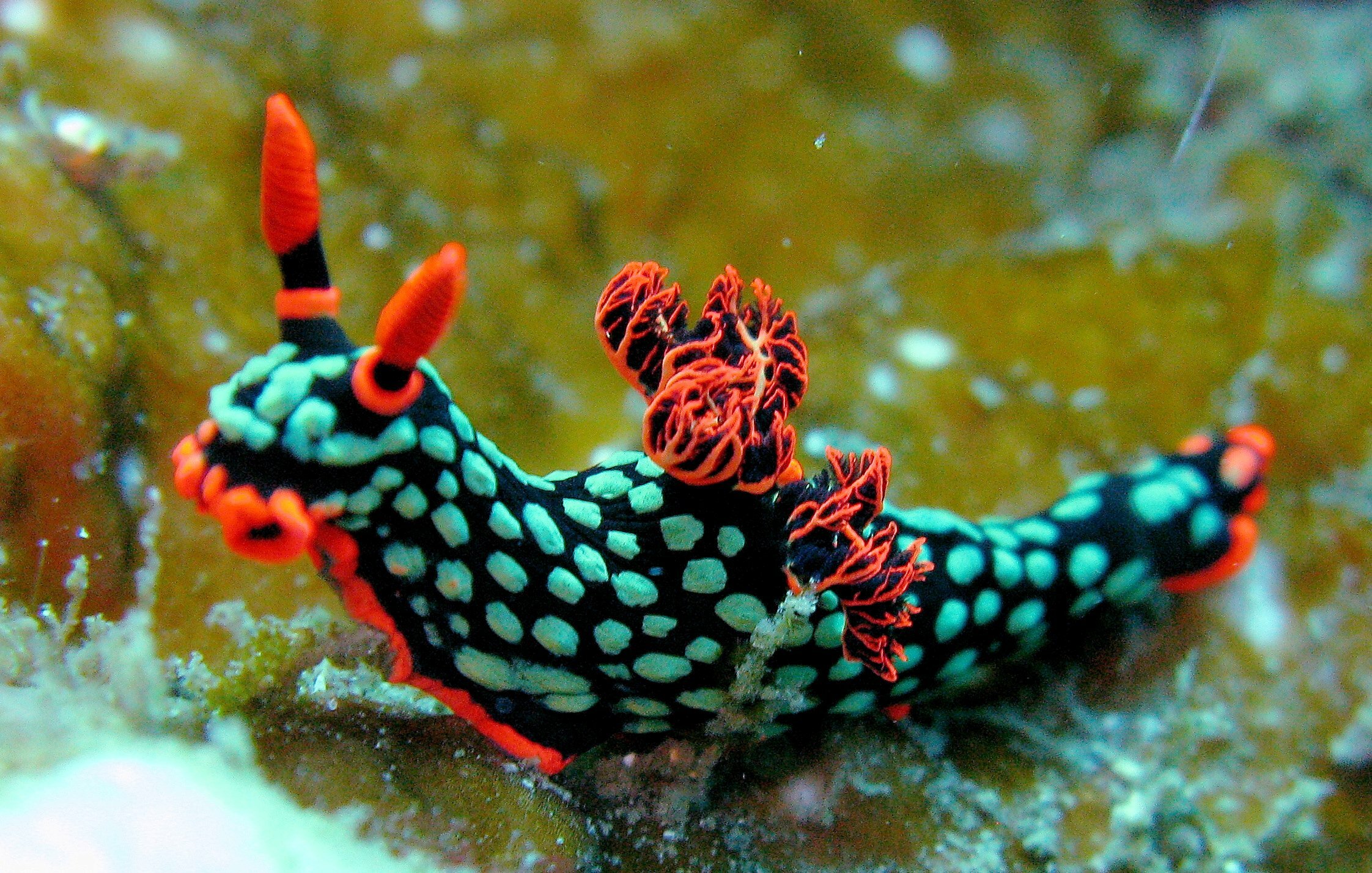 (VIDEO) Discover the extremely strange and beautiful sea cucumbers that will make you fall in love. P - Pet Care Blog