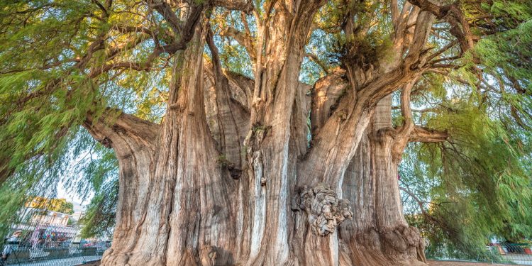 Mexico’s 2,000 Year-Old Living Tree