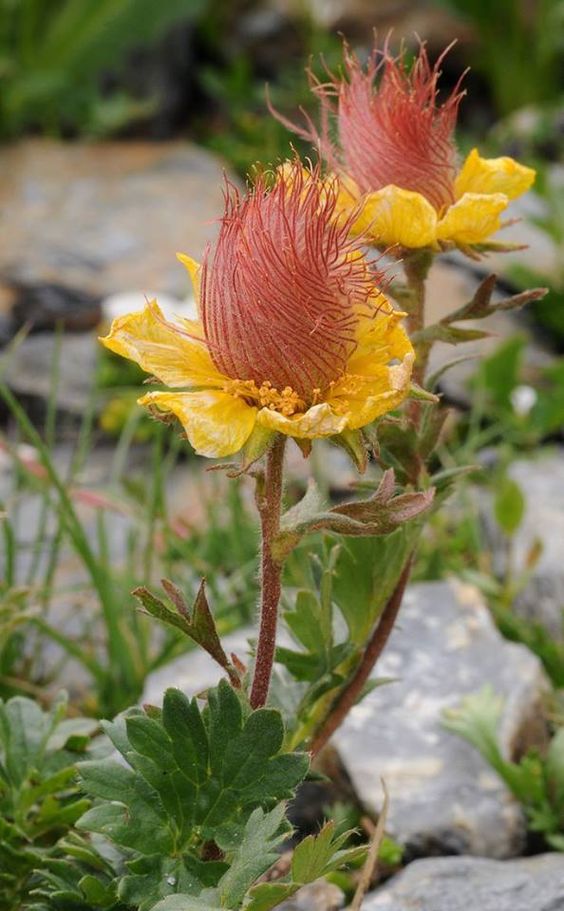 "Discovering the Charm of Nature's Enchanting Treasure: The Alluring Prairie Smoke Flowers." - bumkeo