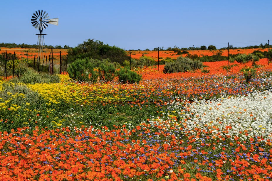 Discover 6 Beautiful Flower Fields in the World – Bestbabies.info