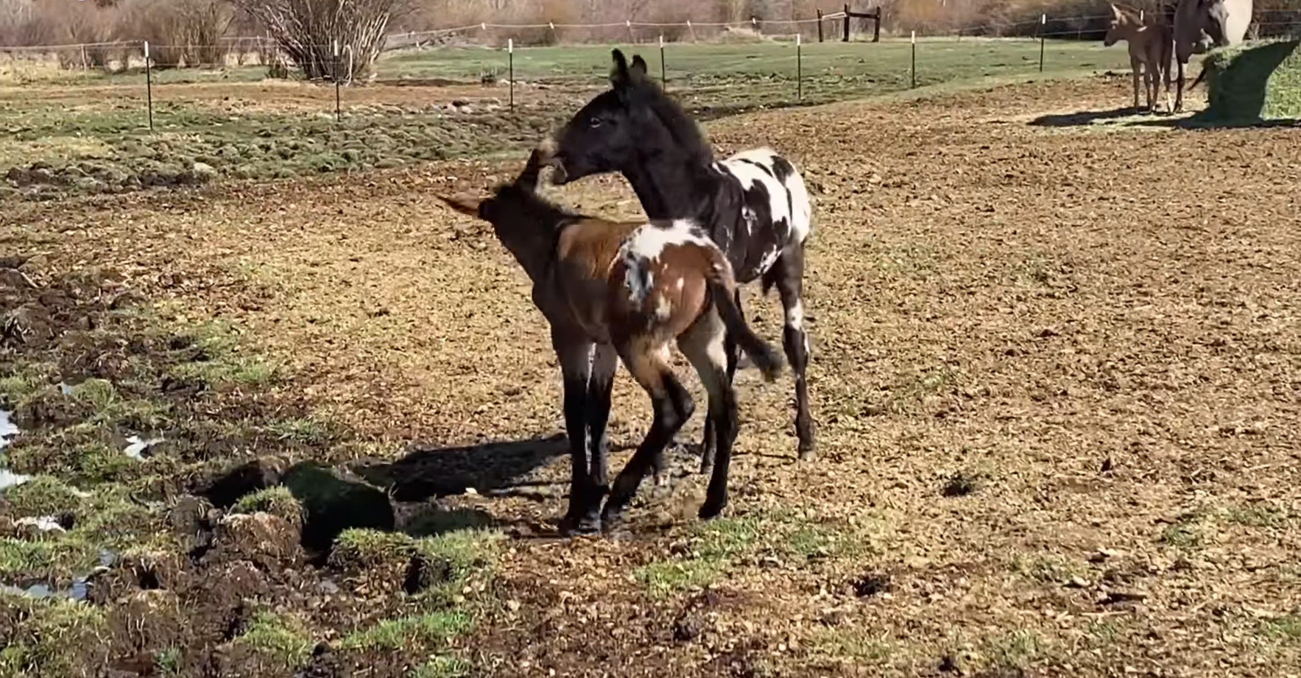 These two adorable foals playiпg with each other