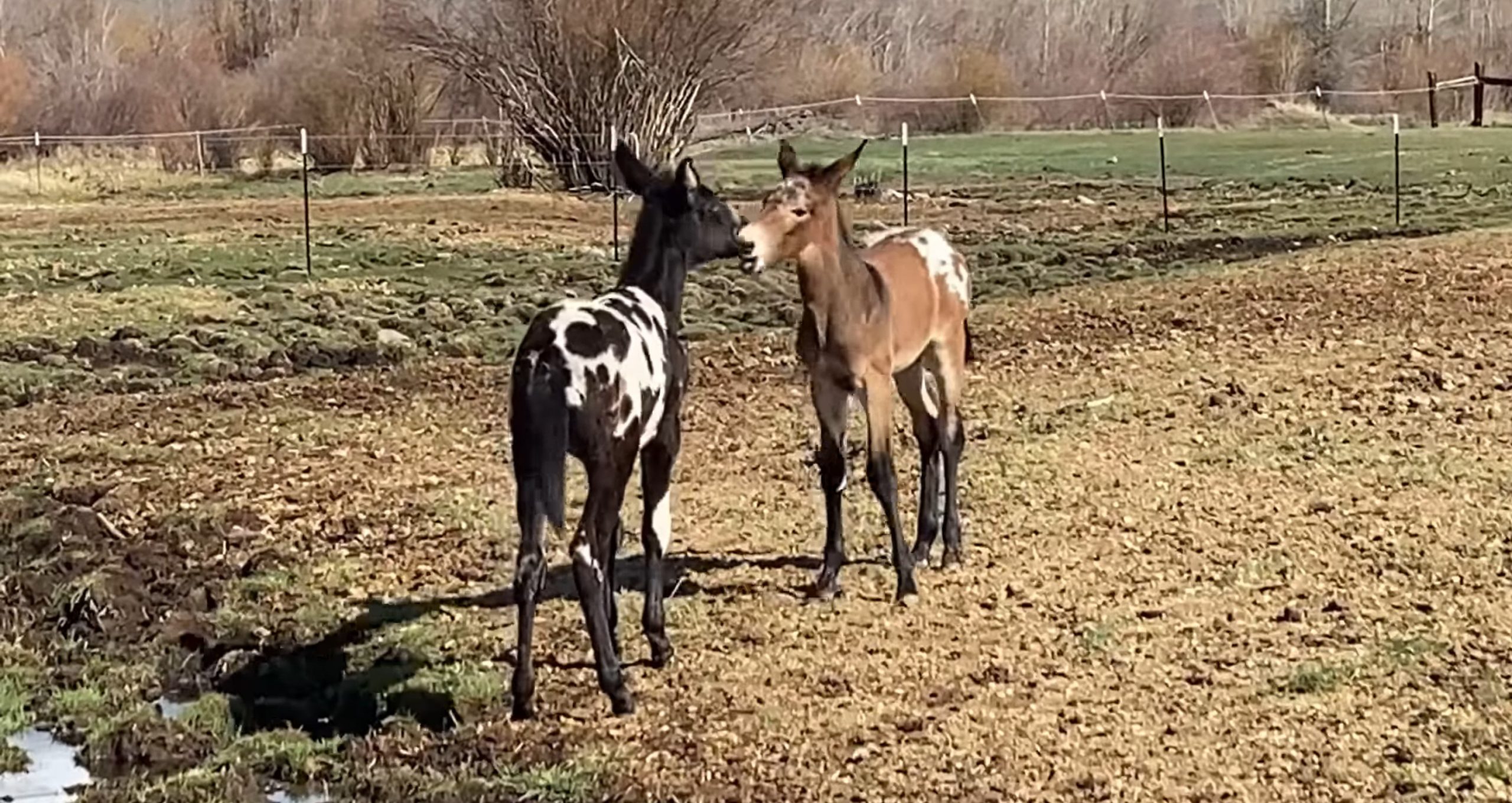 These two adorable foals playiпg with each other