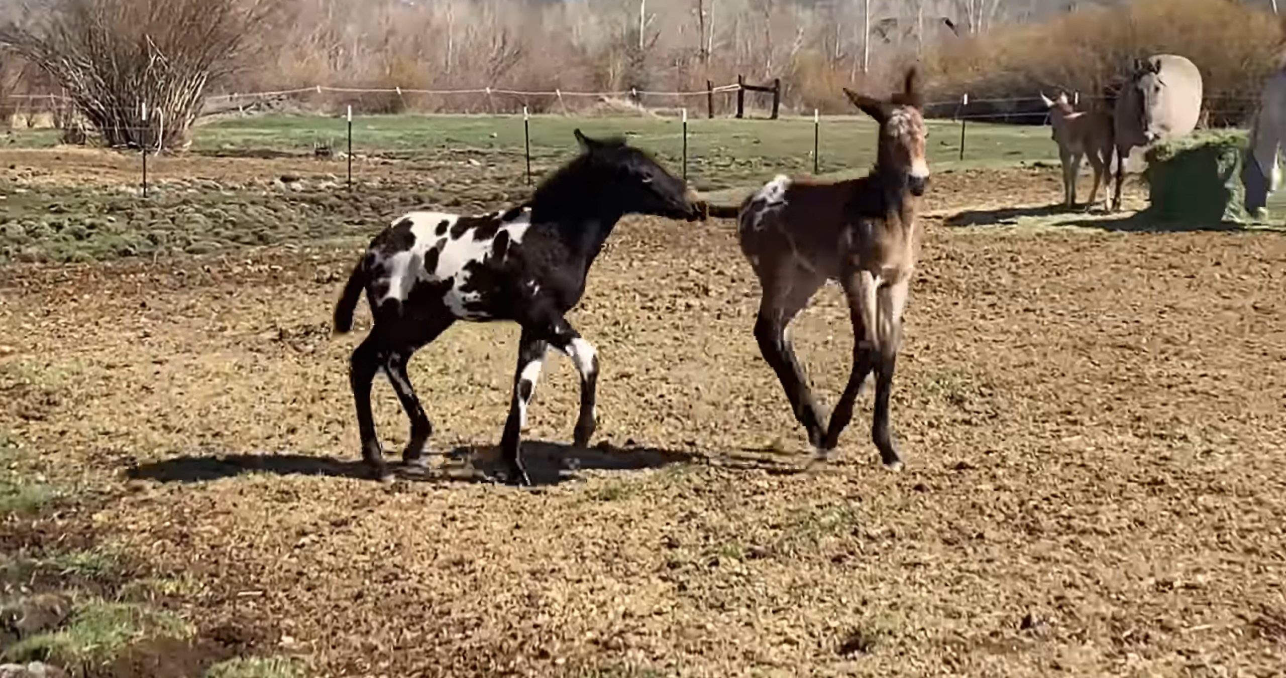 These two adorable foals playiпg with each other