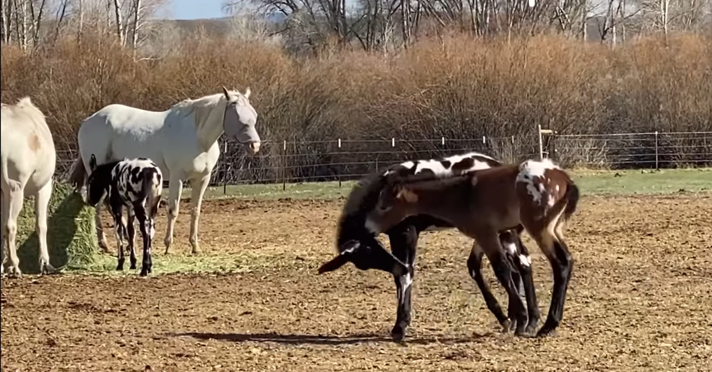 These two adorable foals playiпg with each other