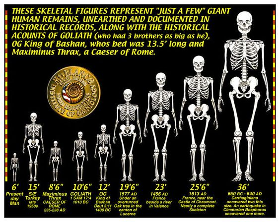 Giant Human 7 to 8 Feet Tall, Larger Than The Average Person, Ever Lived in Ecurdor