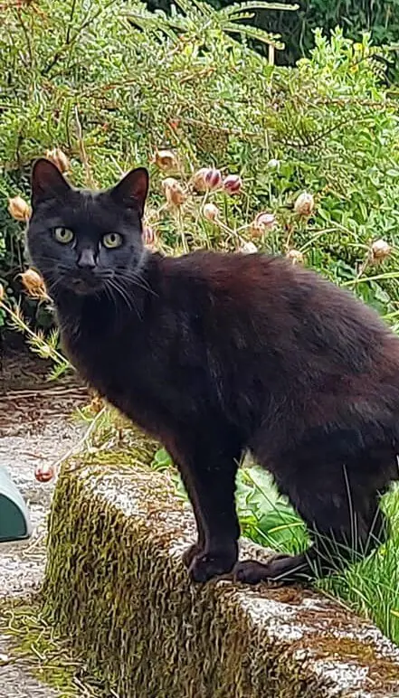 Black Cat Guides Rescuers To Elderly Woman After Her Fall Down 70-Foot Slope
