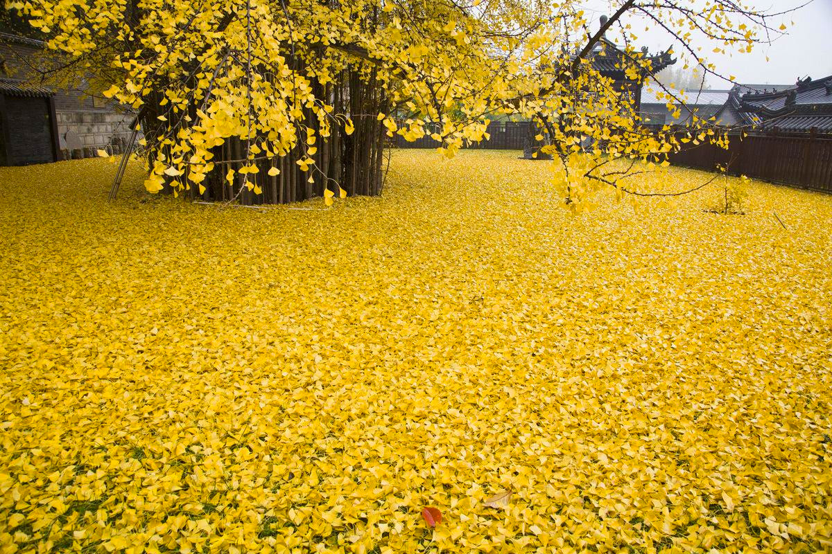 1,400-Year-Old Chinese Ginkgo Tree Drops Leaves That Drown Buddhist Temple In A Yellow Ocean