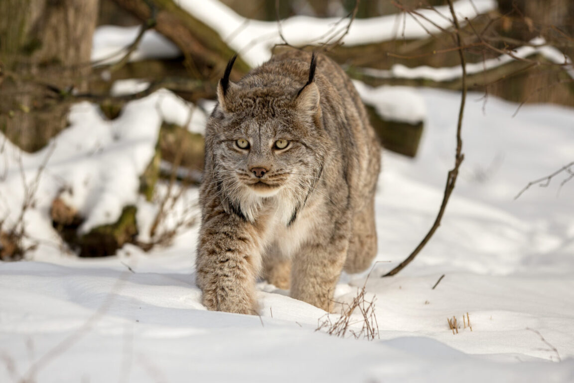 Meet The Stunning Big-Pawed Canadian Lynx – One Of The Rarest Big Cats In The World