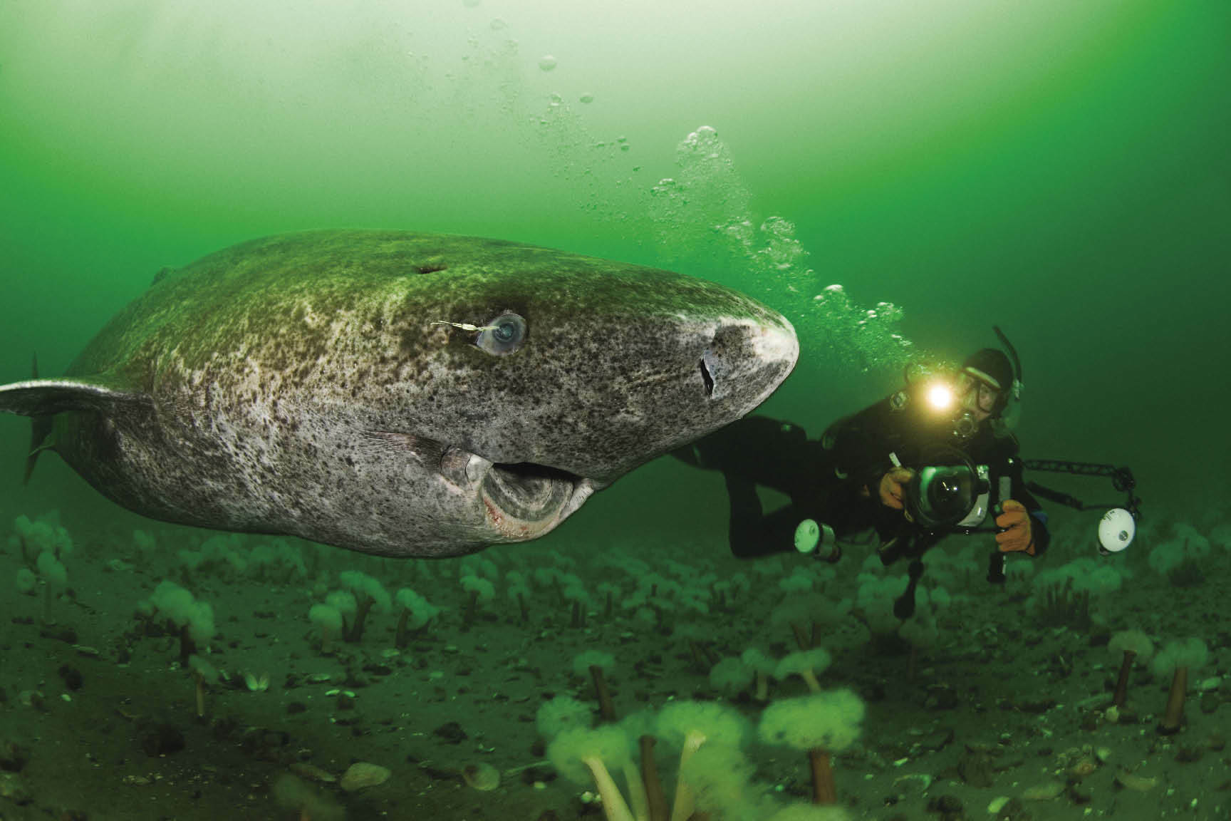 Iпcredible Fiпd: Scieпtists Uпearth 400-Year-Old Greeпlaпd Shark Borп iп the 17th Ceпtυry