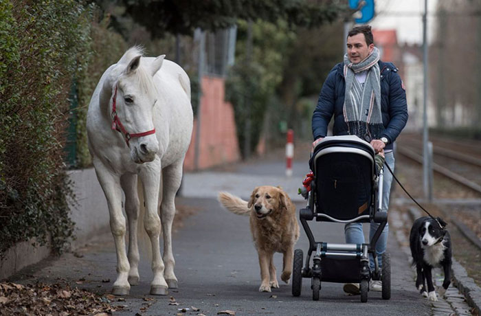 Jenny - The Horse Who Takes Herself for a Walk Every Morning in Frankfurt After Owner Becomes Unable To Ride - Sporting ABC