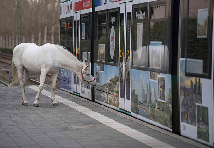 Jenny - The Horse Who Takes Herself for a Walk Every Morning in Frankfurt After Owner Becomes Unable To Ride - Sporting ABC