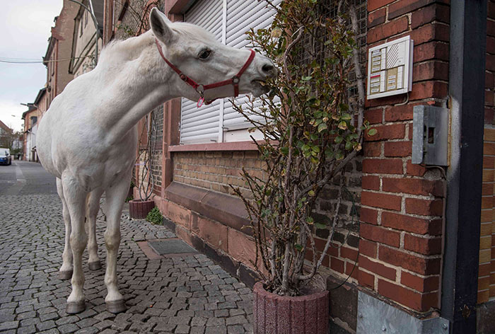 Jenny - The Horse Who Takes Herself for a Walk Every Morning in Frankfurt After Owner Becomes Unable To Ride - Sporting ABC