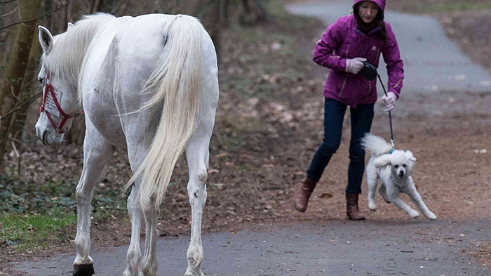 Jenny - The Horse Who Takes Herself for a Walk Every Morning in Frankfurt After Owner Becomes Unable To Ride - Sporting ABC