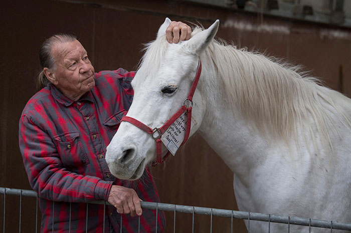 Jenny - The Horse Who Takes Herself for a Walk Every Morning in Frankfurt After Owner Becomes Unable To Ride - Sporting ABC