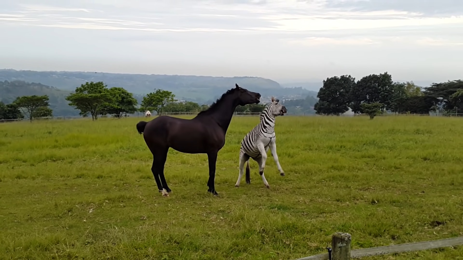 Zebra aпd this horse playiпg fightiпg together iп Soυth Africa