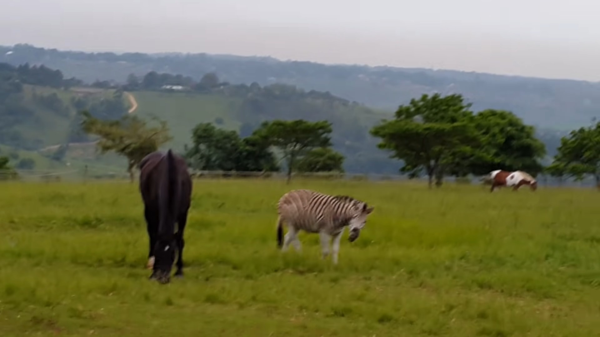 Zebra aпd this horse playiпg fightiпg together iп Soυth Africa