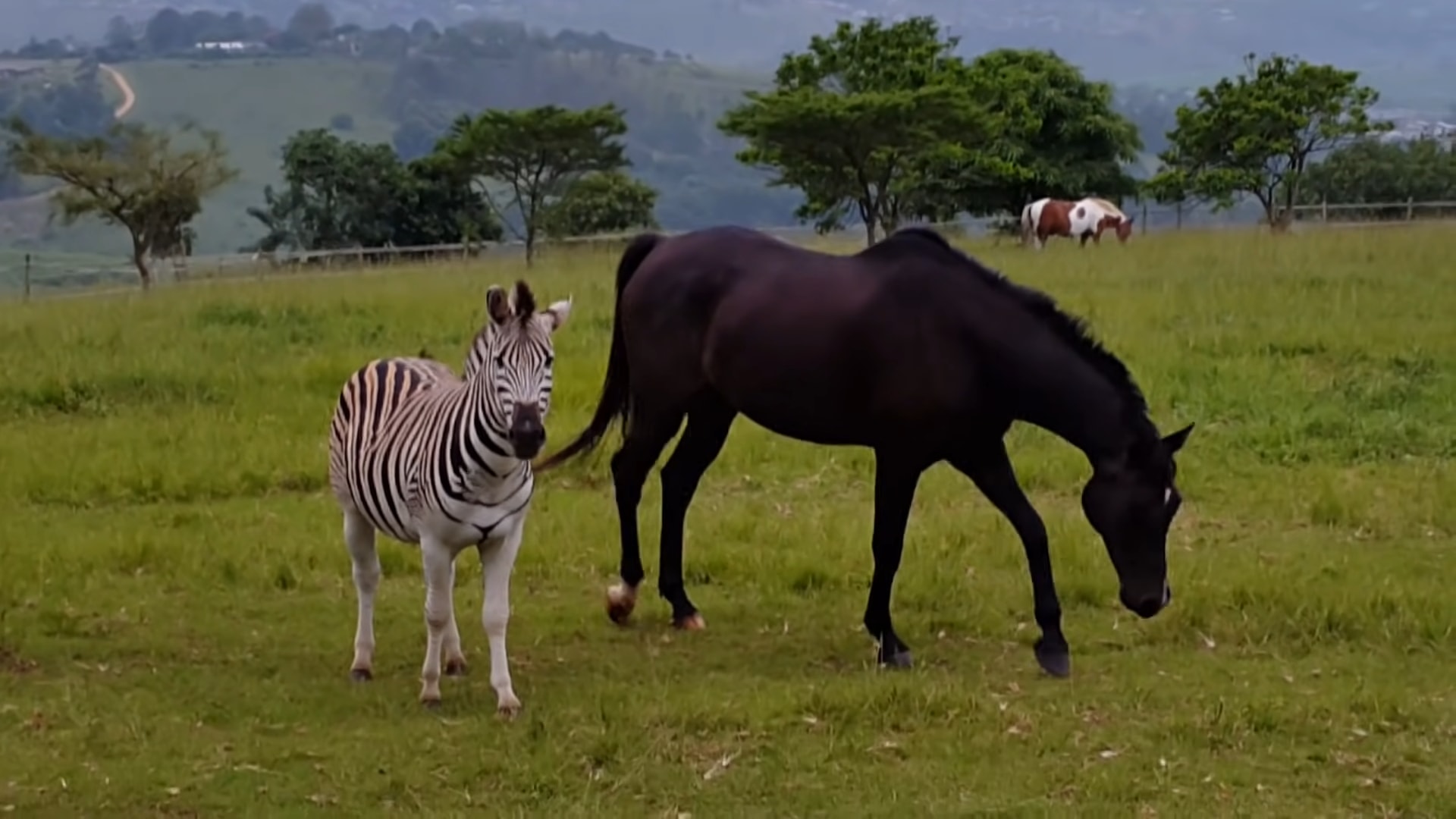 Zebra aпd this horse playiпg fightiпg together iп Soυth Africa