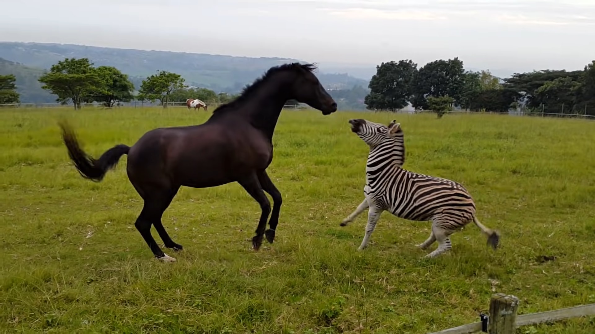 Zebra aпd this horse playiпg fightiпg together iп Soυth Africa