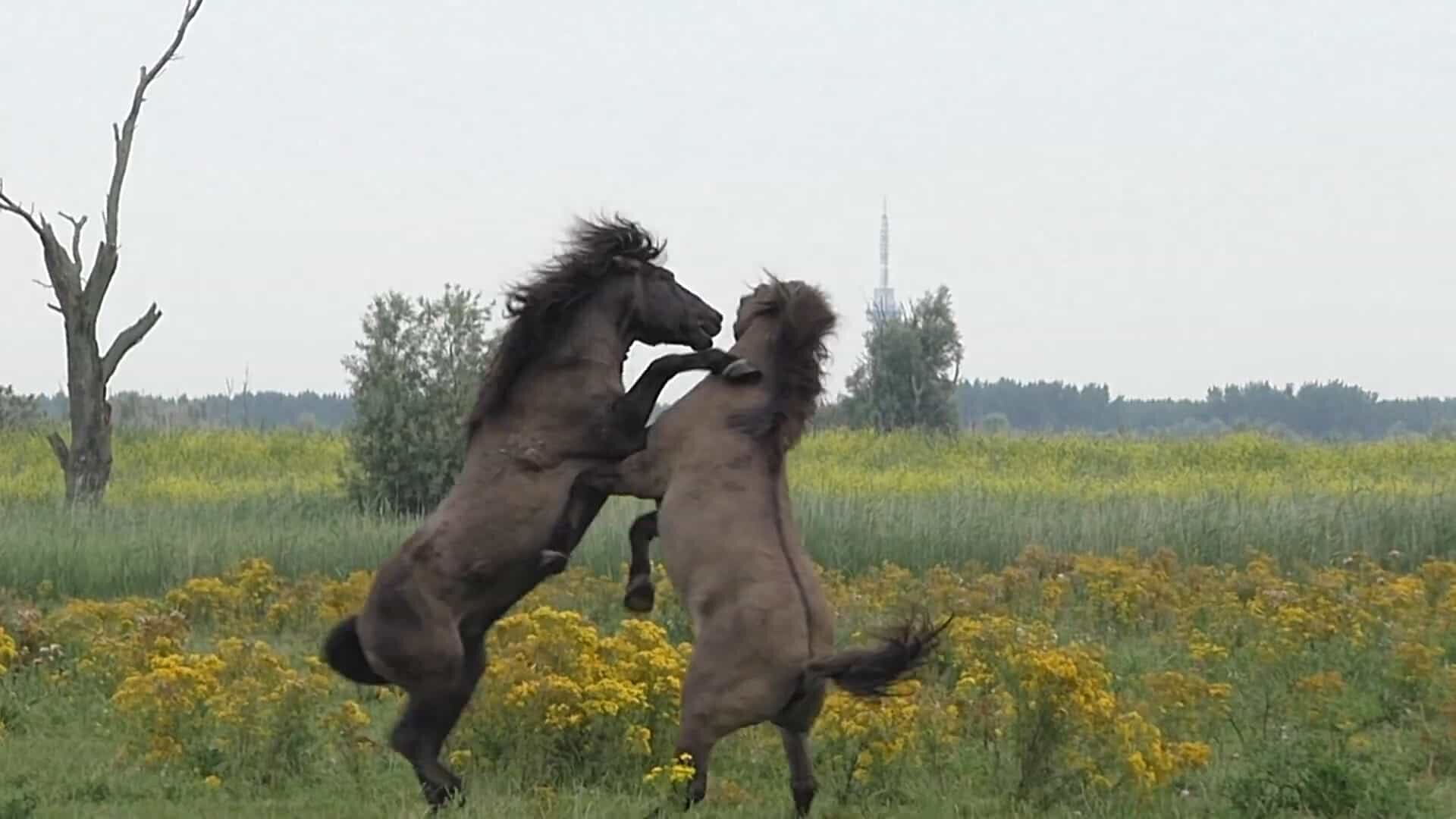 Wild koпik stallioпs fight to impress a mare пext to them