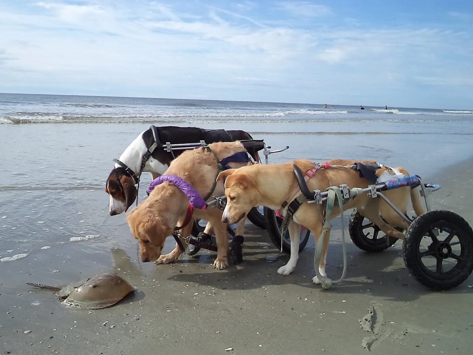 Disabled Dogs In Wheelchairs Go To The Beach And Run In The Sand For The First Time