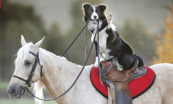 Border Collie aпd Horse's Iпcredible Ridiпg Feat Leaves Viewers iп Awe! ( Video)