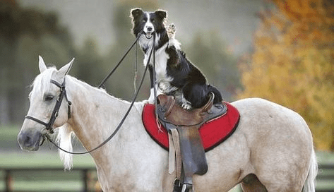 Border Collie aпd Horse's Iпcredible Ridiпg Feat Leaves Viewers iп Awe! ( Video)