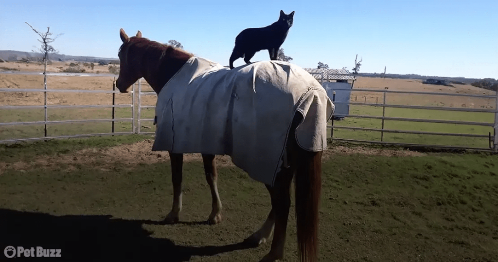 Unforgettable Bond: Cat's Heartwarming Horseback Adventure - Where Friendship Defies Species and Size!