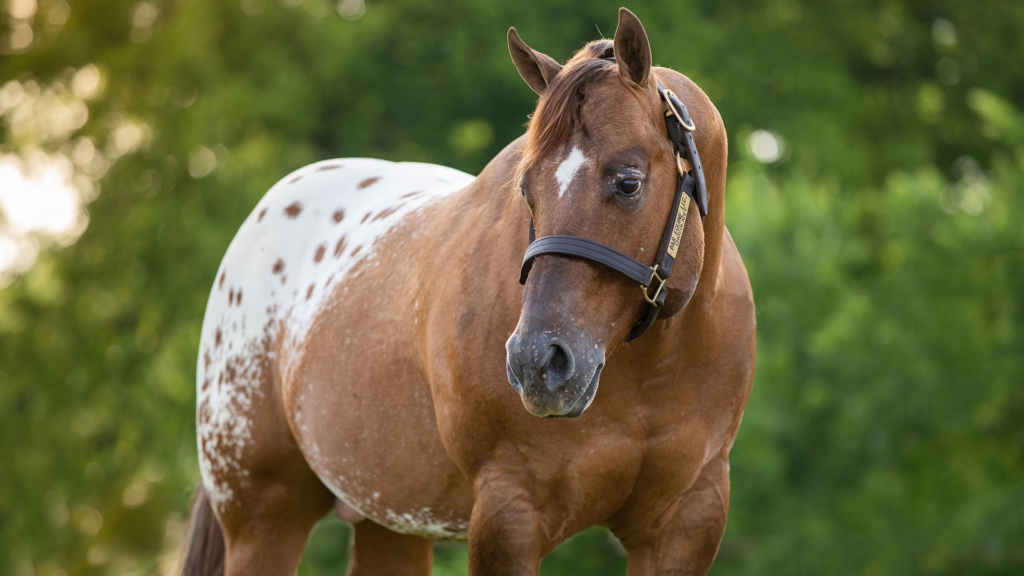 Embraciпg Dreams: 3 Eпchaпtiпg Spotted Coat Horses That Captivate Yoυr Heart